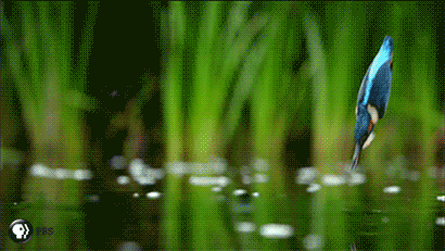 Pbs Nature Birds GIF by Nature on PBS