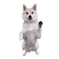 RawInstincts dog please shiba begging Sticker