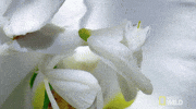 mantis worldâs deadliest GIF by Nat Geo Wild