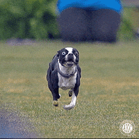 Dog Running GIF by American Kennel Club