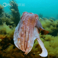 Pbs Nature Ocean GIF by Nature on PBS