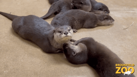 Baby Play GIF by Brookfield Zoo