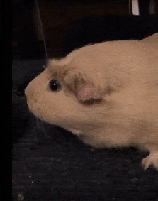https://media3.giphy.com/media/v1.Y2lkPTc5MGI3NjExM2Z3ejcxMHkyaDNhcDUyNXpjczY0czNza2x4cG1zc2w0ZGtldXBzeCZlcD12MV9pbnRlcm5hbF9naWZfYnlfaWQmY3Q9Zw/WuwODzIiZQQIo/giphy.gif