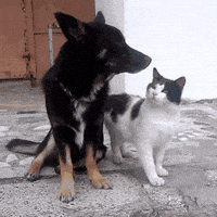 Cat Love GIF