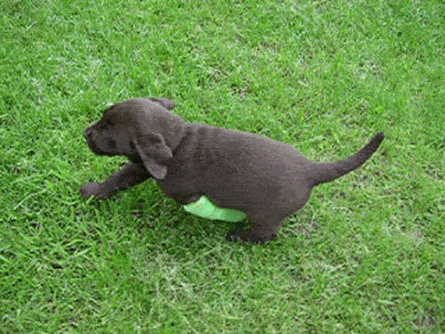 pup persistant GIF