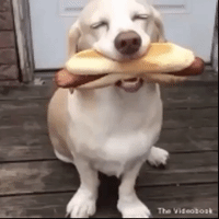 dog GIF by The Videobook