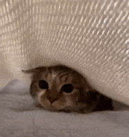 Big Eyes Cat GIF