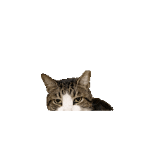 Assistant Manager Sticker by Seventh Son