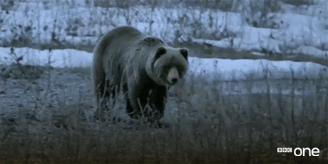bbc one bear GIF by BBC