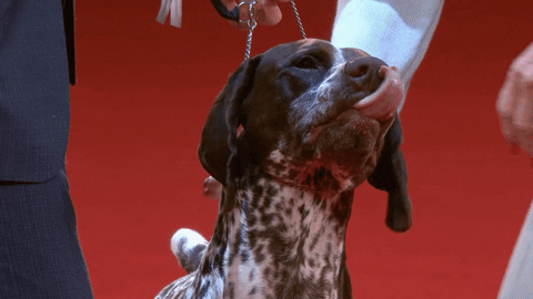 Hungry Dog Show GIF by American Kennel Club
