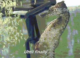 birth seahorse GIF
