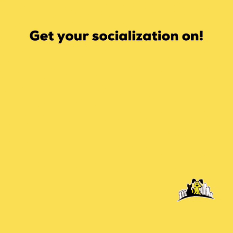 Get Your Socialization On GIF by Paws Around Motown