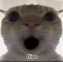 Shocked Cat GIF