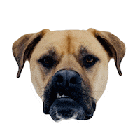 onthemarkbalancedtraining balanceddog balanceddogtraining balanced training balanced dog training Sticker