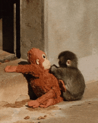 Japan Monkey GIF