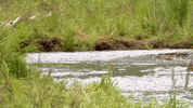 Bear GIF by U.S. Fish and Wildlife Service
