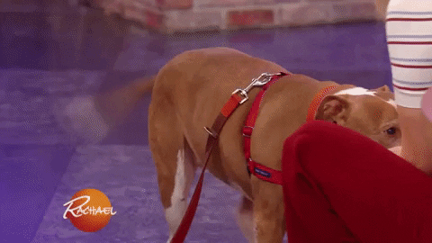 happy dog GIF by Rachael Ray Show