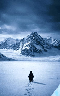 Penguen GIF