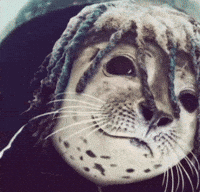 Seal GIF
