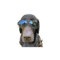 Chocolate Lab Sunglasses Sticker by Brodifur