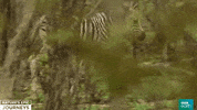 africa wildlife GIF by BBC Earth