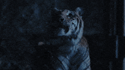 TheAvenue_Film school tiger florida tigers GIF