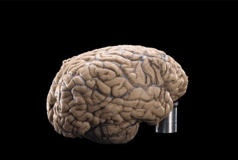 brain 360 GIF