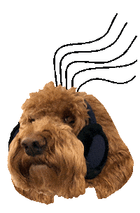 golden doodle song Sticker