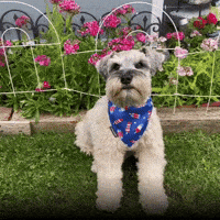 High Five Cute Dog GIF