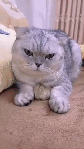 cuteanimalland giphyupload GIF