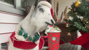 Can I Goat That in Grande, Please? Goat Gets Into the Holiday Spirit With Festive Beverage