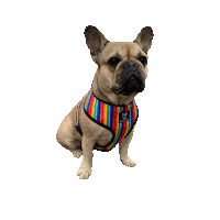 Rainbow Pride Sticker by Fibi & Karl