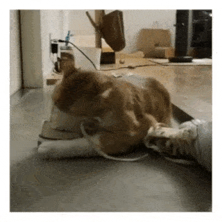 cuteanimalland giphyupload GIF
