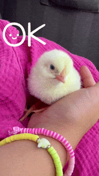 Chicken Yes GIF