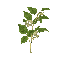 Plante Infusion Sticker