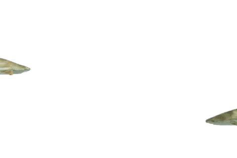 bluezooaquariums giphyupload shark zoo aquarium Sticker