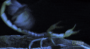 sneak attack surprise GIF by Nat Geo Wild 