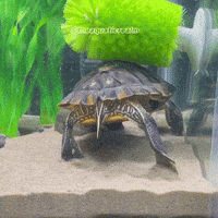 Pond Slider Turtle GIF