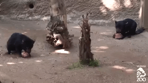 Tasmanian Devil Ice GIF by Los Angeles Zoo