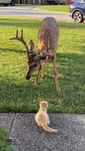 Wildlife gif. Deer looks down at a cat that is laying on the pavement looking up at it. It looks to the side and back again and the cat follows its movements.