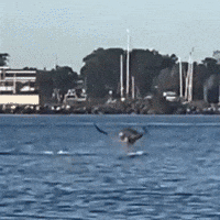 Walking On Water Australia GIF by Respective