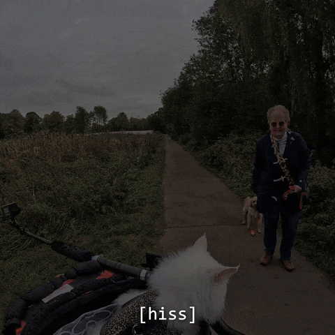 Hiss GIF