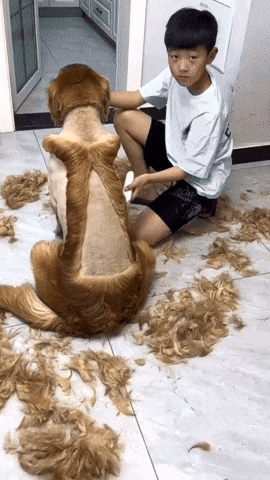 cuteanimalland giphyupload GIF