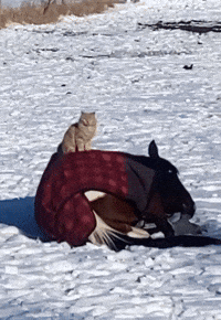Cat Goes For a Horseback Ride