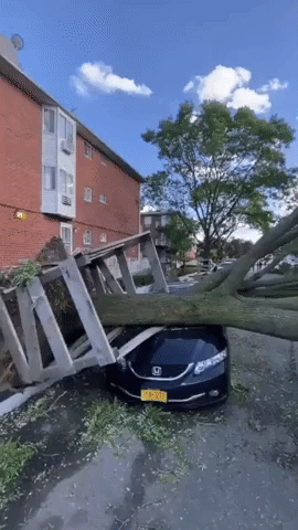 Trees Felled by Tropical Storm Isaias Damage Multiple Cars in Brooklyn