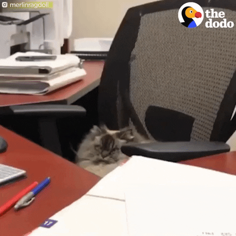 GIF by The Dodo