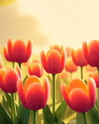 Spring Day Flowers GIF by Bloom City Match