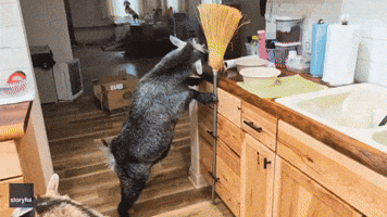 Goat Scratches Itch With Broom Before Nibbling on Brush