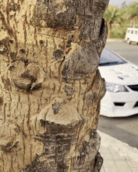 CyberTorque civic-6263 GIF