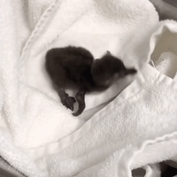 Endangered African Penguin Hatches at Minnesota Zoo